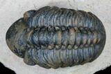 Reedops Trilobite - Foum Zguid, Morocco #177339-2